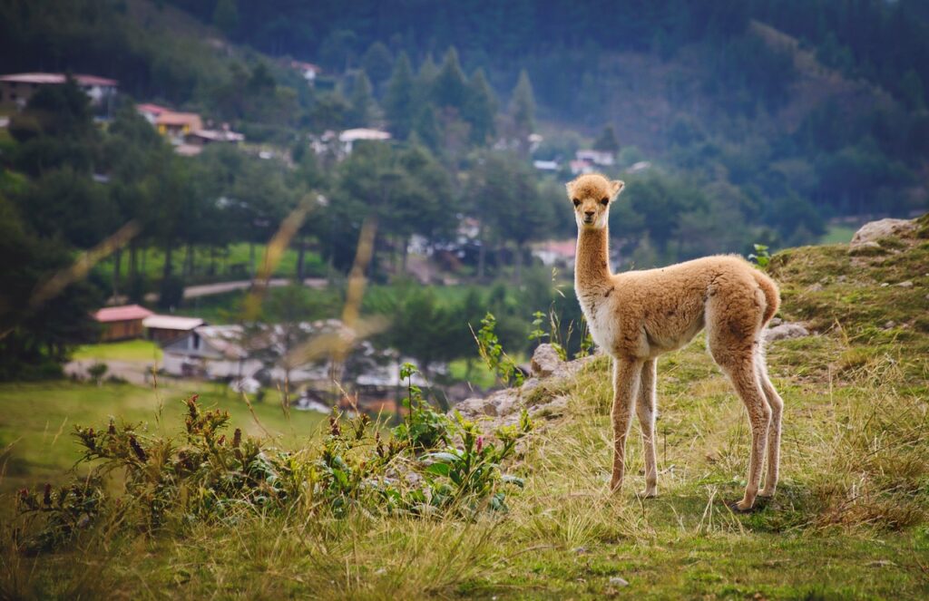 vicuna animal wildlife mammal 5679264